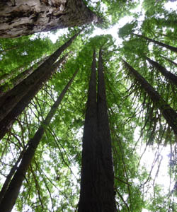 photo of Great Ocean Road Sequoias