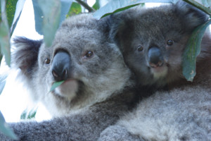 photo of Koala Conservation Centre Tourism Victoria